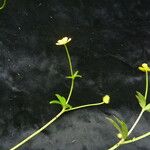 Ranunculus adoxifolius Habit
