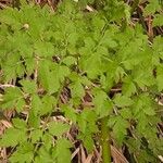 Oenanthe sarmentosa Leaf