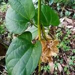 Aristolochia acuminata Leaf