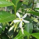 Trachelospermum jasminoidesCvet