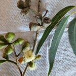 Eucalyptus gomphocephala Flower