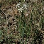 Ornithogalum narbonense Habit