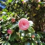 Camellia japonicaപുഷ്പം