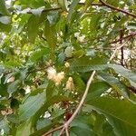 Syzygium aqueum 花