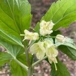 Cardamine enneaphyllos Flower