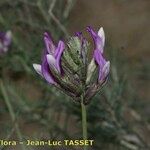 Astragalus hispanicus Fleur