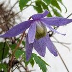 Clematis alpina Blomst
