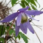 Clematis alpina Flower