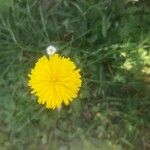 Taraxacum campylodesफूल