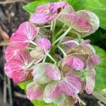 Hydrangea spp.Cvet