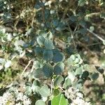 Ceanothus megacarpusLeaf