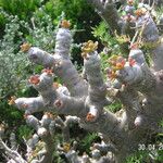 Tylecodon paniculatus Feuille