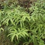 Gleichenella pectinata Hábito
