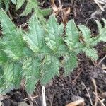 Cirsium erisithales Blad