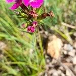 Dianthus balbisiiFlower