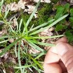 Senecio inaequidensHoja