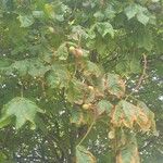 Aesculus × carnea Leaf