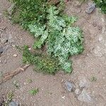Silybum marianum List