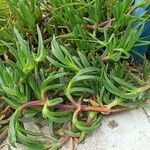 Carpobrotus glaucescens Leaf