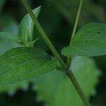 Acmella uliginosa Leaf