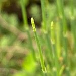 Ephedra gerardiana Lapas