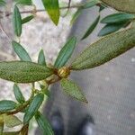 Rhododendron caliginis Leaf