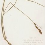 Blysmus compressus Libunga