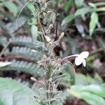 Pachystachys dubiosa Flower