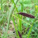 Carex flacca Habitus