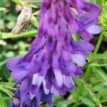 Vicia craccaKwiat