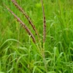 Tripsacum dactyloides Habit