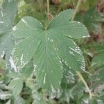 Humulus scandens Blad