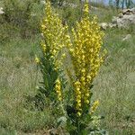 Verbascum lychnitis Alkat (teljes növény)