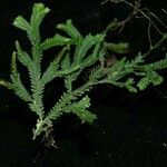 Selaginella diffusa Other