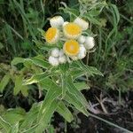 Helichrysum foetidum ഇല