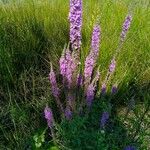 Lythrum salicaria Habitat