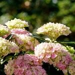 Hydrangea spp. Bloem