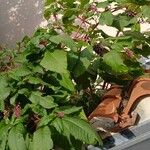 Phytolacca americana Агульны выгляд