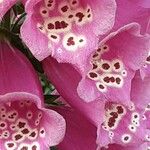 Digitalis thapsi Kwiat