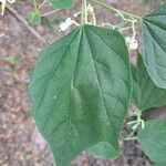 Alangium chinense 葉