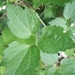 Clematis virginiana Blad