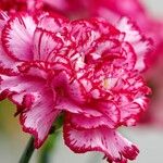 Dianthus caryophyllus Flower