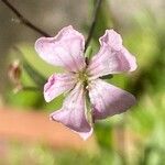 Vaccaria hispanica 花
