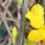 Jasminum nudiflorum Bark