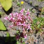 Valeriana lecoqii Flower