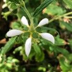 Blumenbachia hieronymi Λουλούδι