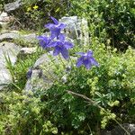 Aquilegia pyrenaica Habitus