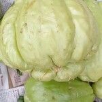 Sechium edule Φρούτο