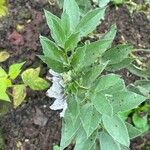 Vicia faba Leaf