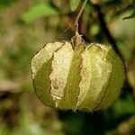 Herissantia crispa Fruit